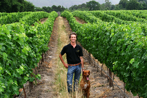 Lynx wines Franschhoek South Africa wine winery