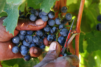 Lynx wines Franschhoek South Africa wine winery